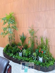 定海企业大厅绿植组合摆放