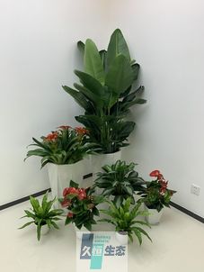 定海办公室花卉绿植租摆简约组合